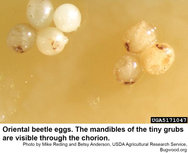 Oriental beetle eggs